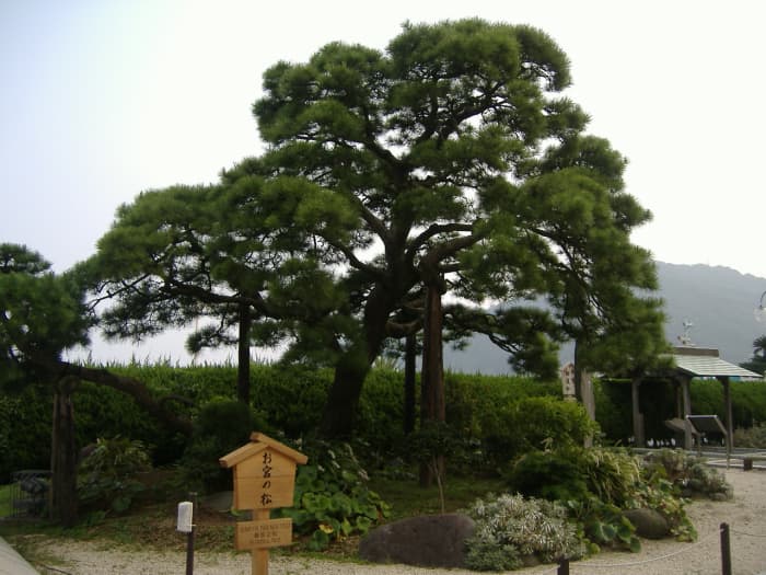 The famous Japanese pine Omiya no Matsu in Atami, Shizuoka Prefecture, Japan. It was underneath this tree that Omiya and Kan-ichi broke up in Ozaki Koyo's 1887 story "Konjiki-yasha."