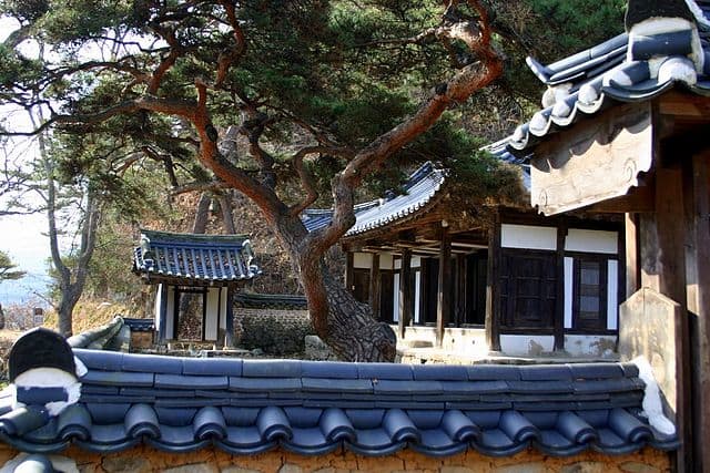 Hahoe Okyeonjeongsa traditional buildings and a Korean pine tree in Andong city, Gyeongsangbuk-do, South Korea.