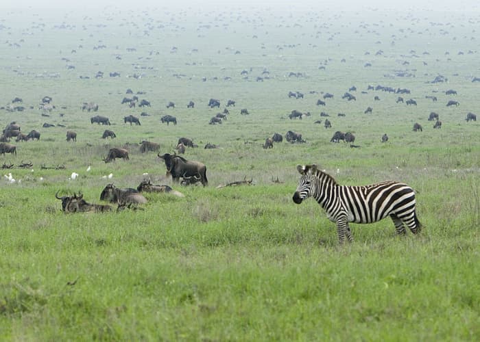 Africa is the only place that is still teeming with a diverse mixture of megafauna today.