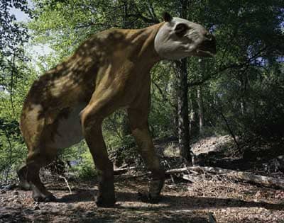 Ancylotherium was a bizarre looking prehistoric relative of the horse that lived alongside our ancestors in Africa.