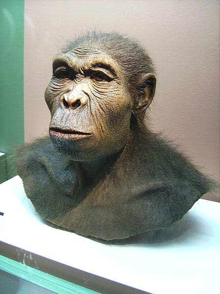 Homo Habilis also known as 'The Handy Man' was probably the first hominid capable of making their own stone tools- a crucial technological innovation which allowed them to live off a wide range of different food.