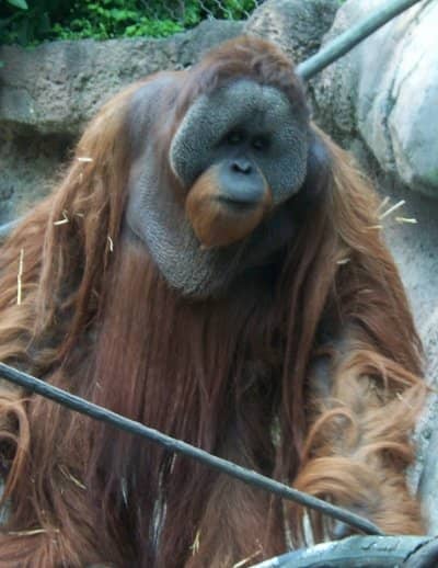 Adult male orangutans develop cheek-pads when they normally reach 30 years old. It's thought they aid with vocalisation, but more importantly they make the males appear larger.