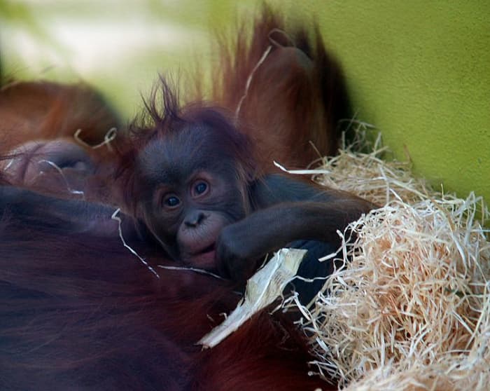 Very few mammals can match the parental devotion shown by orangutans. Only human infants spend a longer amount of time with their mothers than orangutans.