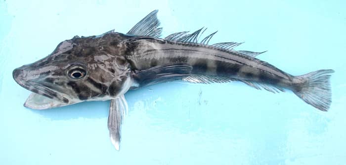 An ocellated icefish, or Chionodraco rastrospinosus