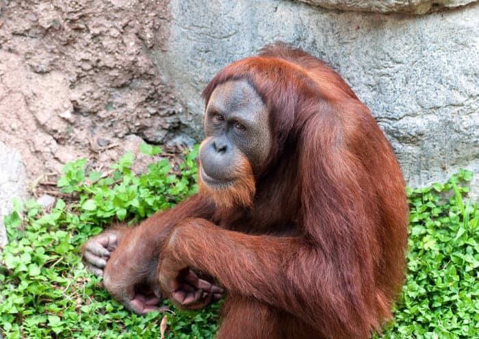 6 Facts About Endangered Orangutans and 5 Ways to Help Them - Owlcation