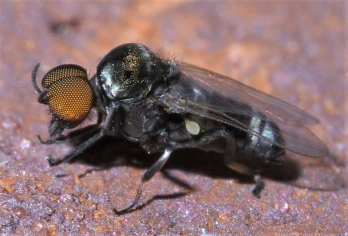 A species of Simulium