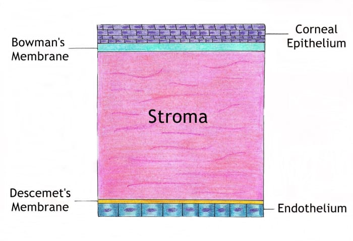The endothelium is the last layer of the cornea before the anterior chamber.