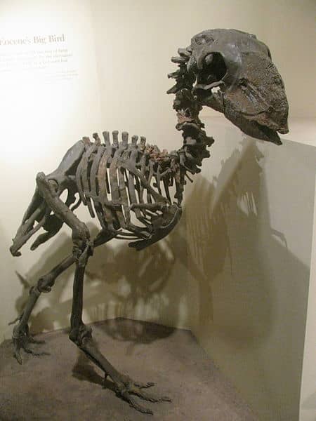 Gastornis, or Diatryma was the largest predator on the Earth in the aftermath of the dinosaur extinction.