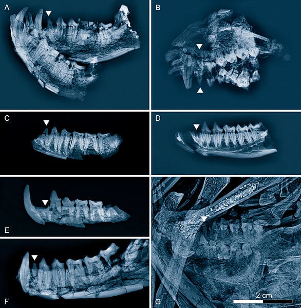These are all radiographic reconstruction of Eocene primate jaws, including Godinotia which is in the bottom right (G).