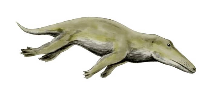 This is the ancestor all living whales and dolphins. Its name, Ambulocetus literally means 'walking whale' and its easy to see why it was given the name.