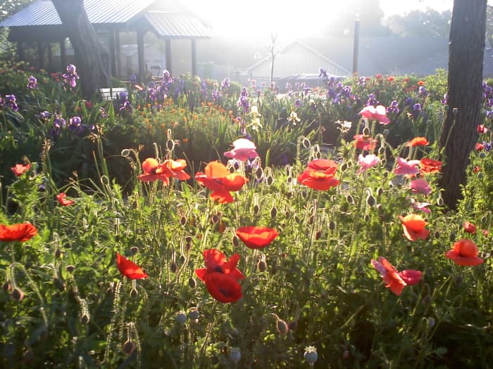 Texas Wildflowers. Does planting wildflowers along Texas roads help protect the environment? Should other states do the same?