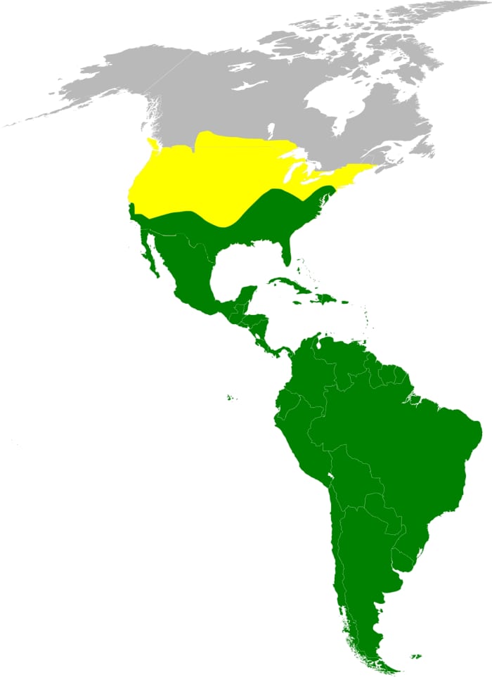 Turkey Vulture Range: Yellow denotes summer only; green denotes year-round