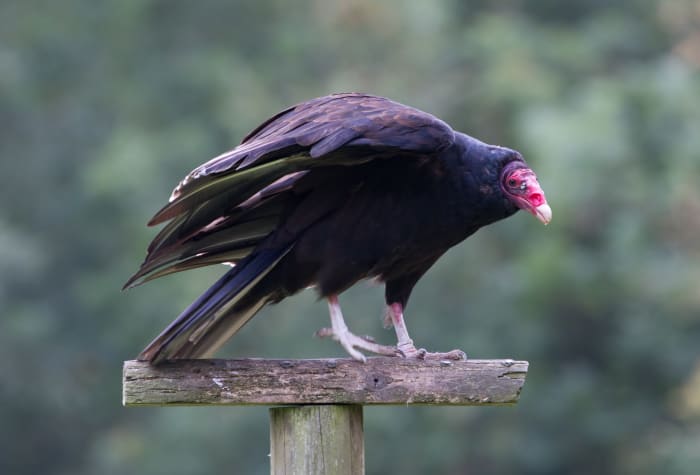 Everything You Wanted to Know About the Turkey Vulture - Owlcation