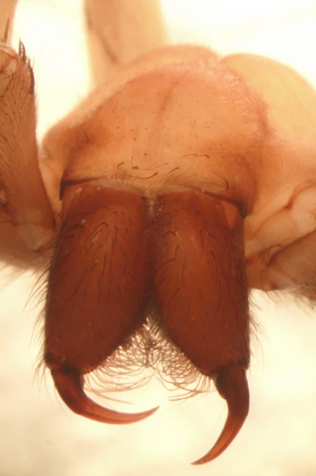 Sinopoda scurion, a cave-dwelling huntsman species, has evolved to lack eyes altogether.