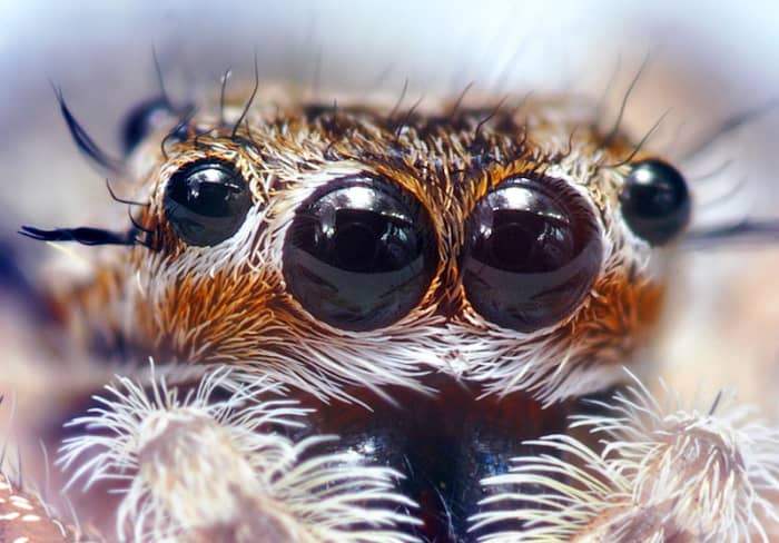 How Many Eyes Does a Spider Have? What Do Spider Eyes Look Like ...