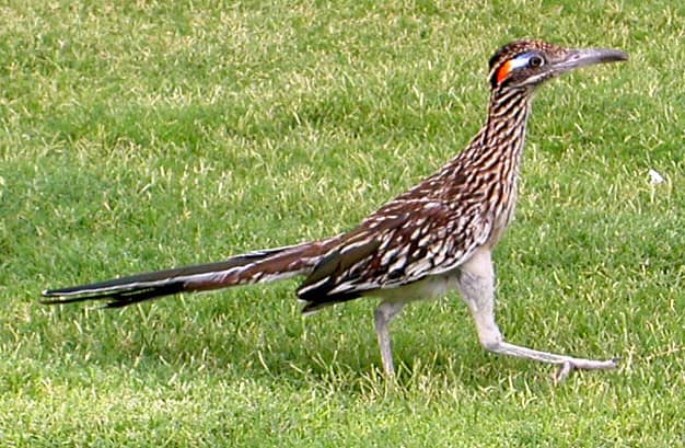 Female Roadrunner with red and blue eye patch