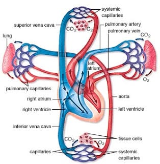 Non-respiratory Functions Of The Respiratory System - Owlcation