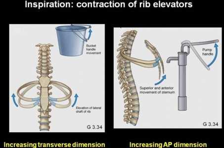 Pulmonary Mechanics - HubPages