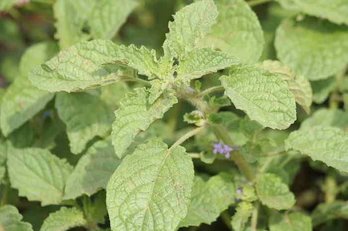 Geotropism: What Makes Plants Grow Up and Roots Grow Down? - Owlcation