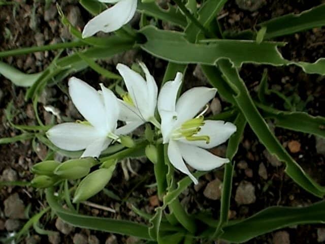 list-of-rare-and-endangered-indian-plants-owlcation