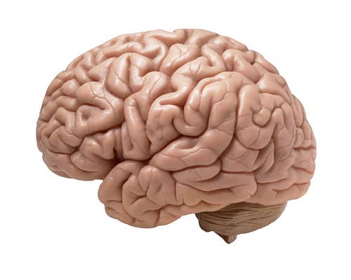We often blame our environment or the task in hand for boredom but boredom might actually be in the brain.