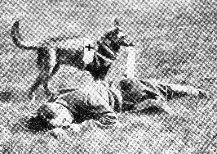 One of the four-footed friends of the French soldiers approaching a wounded man with a bandage in its mouth. Like the famous dogs of St. Bernard, these Red Cross animals have proved of infinite benefit to wounded and suffering humanity.
