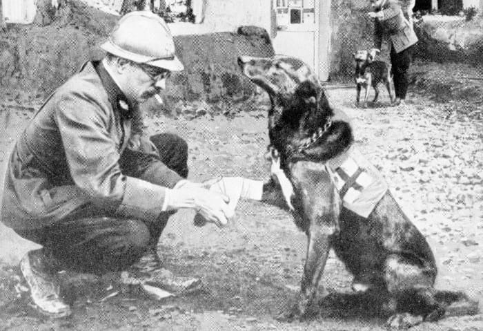 war-dogs-of-first-world-war-wwi-first-great-european-war-1914-1918