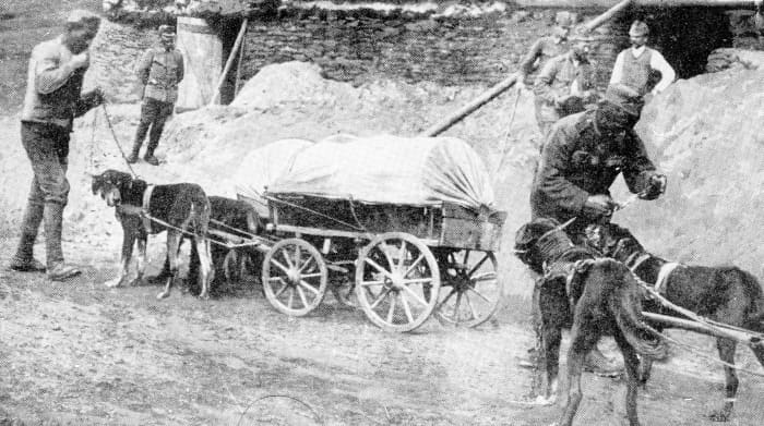Austro-Hungarian dog-team bringing up supplies to an entrenchment on the Rumanian front.
