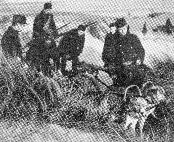 Belgian soldiers placing a Maxim gun-carriage drawn some by dogs under some long grass on the sand-dunes.