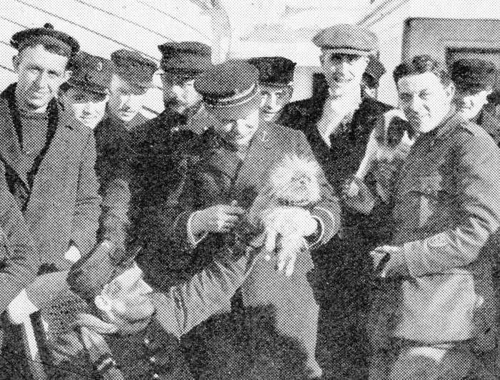 A pet of a Belgian hospital ship. A little refugee griffon that was adopted by the ship's officers.