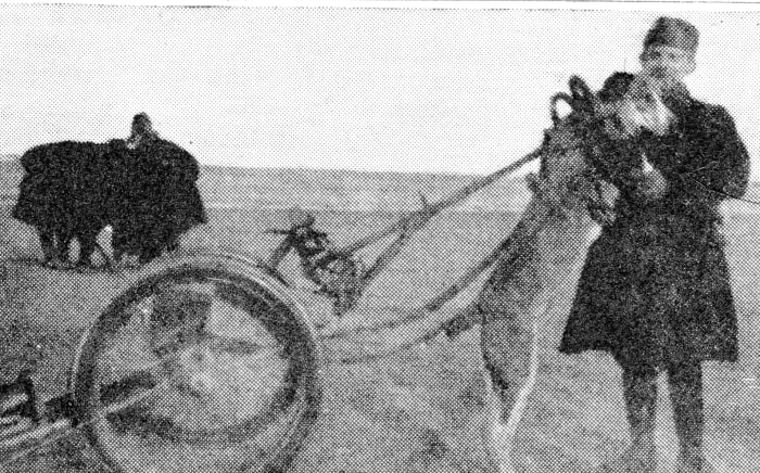 The Belgian soldiers were very attached to the dogs which drew their mitrailleuse guns. Here is shown the sole remaining animal with the 14th Company, which helped in the defence of the coast.