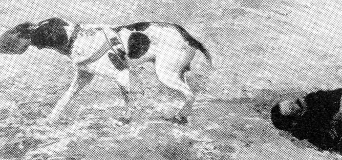A Red Cross dog upon the battlefield carrying in his mouth the cap of a wounded Zouave as proof to the stretcher-bearers that he has found someone in need of help, to whom he will guide them forthwith.