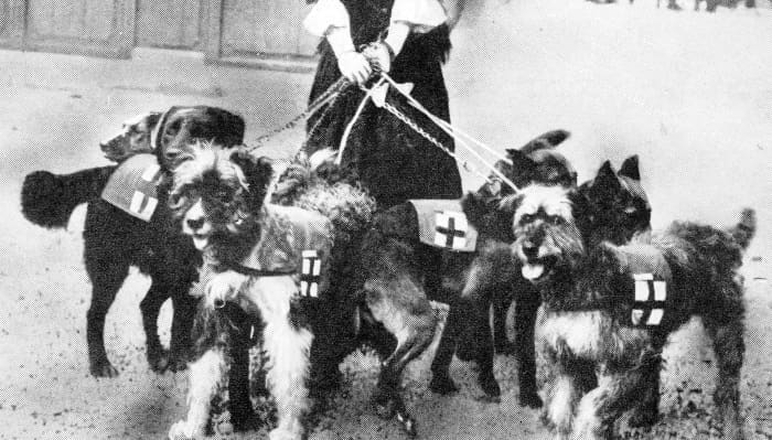 Some of the French war dogs that were mentioned in despatches for their services in finding the wounded and acting as scouts and publicly decorated with gold collars.
