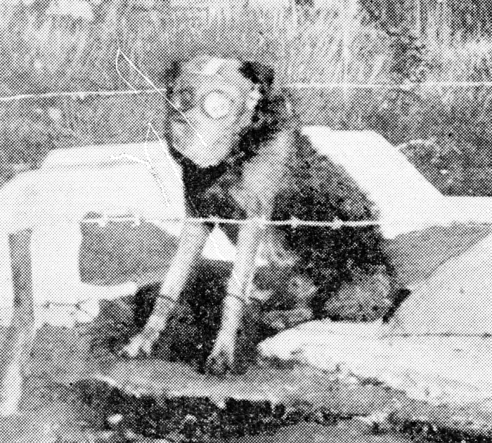 Numbers of Major Richardson's famous Airedales were on active service with the Army, and, as shown in this photograph of a dog on sentry duty by the graves of two soldiers, were provided with gas-masks.