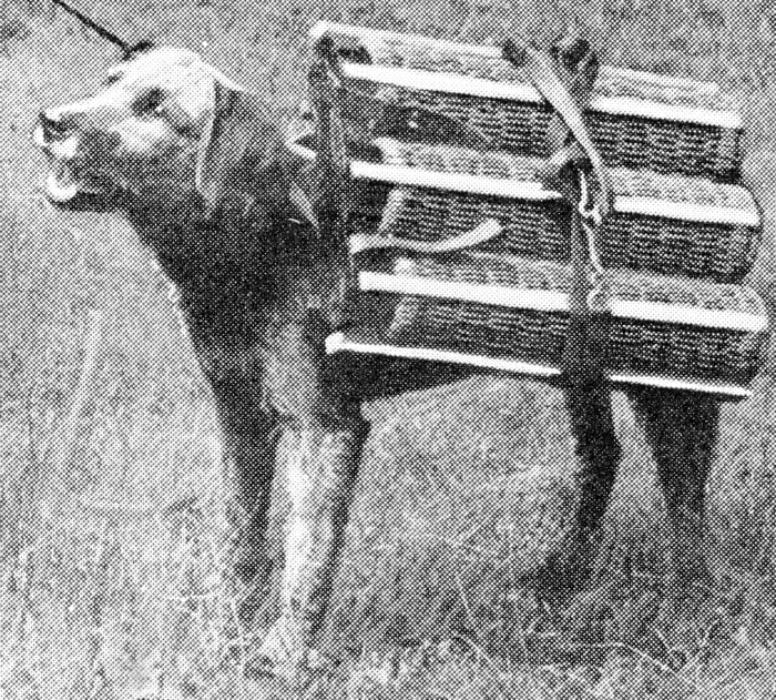 A dog of war. Airedale terrier trained to carry a load of shells for the use of the light field artillery.