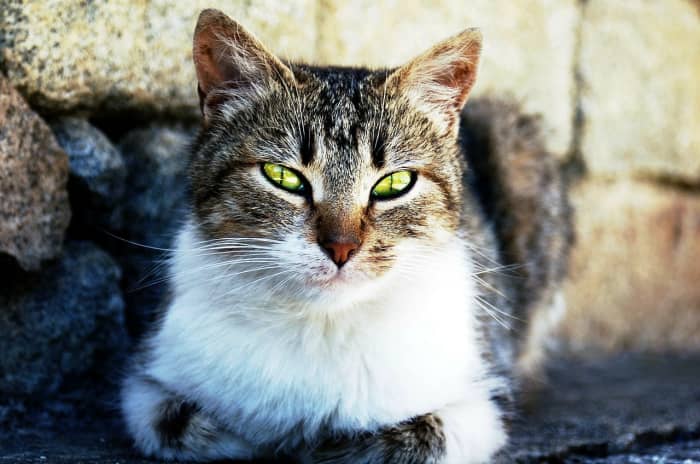 According to research, cats recognize their owners' voice but opt to ignore it. Cat lovers appreciate their independence.
