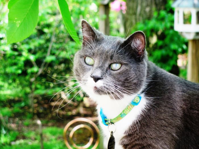 “A cat has nine lives. For three he plays, for three he strays and for the last three he stays.” - English proverb