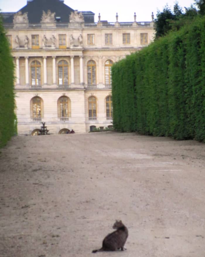 In Marie Antoinette's day, cats were plentiful at Versailles. She kept six white Angoras before her unfortunate demise.
