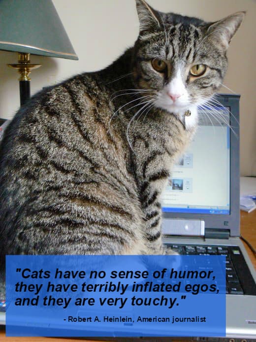 "Cats have no sense of humor, they have terribly inflated egos, and they are very touchy." - Robert A. Heinlein, American journalist