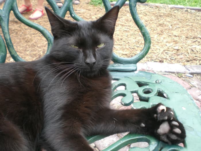 Polydactyl cats, also called "Hemingway" cats, have six or more toes. This produces a mitten effect.