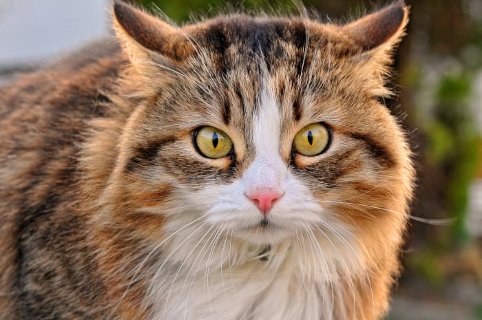 "If you hold a cat by the tail, you learn things you cannot learn any other way." - Mark Twain, American author and humorist