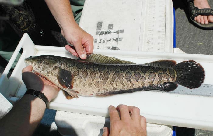 Fins of a northern snakehead
