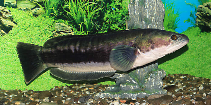 The giant snakehead