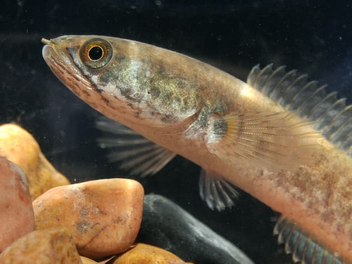 Channa gachua, the dwarf snakehead