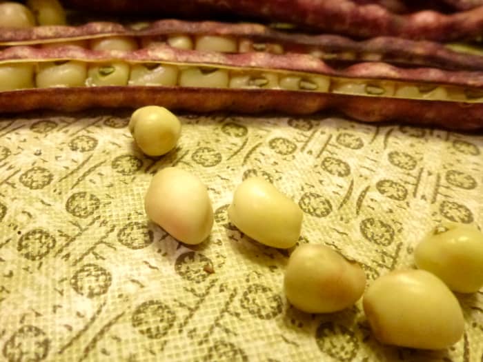 Called southern peas, black eyed peas, crowder peas, these peas are good for you and good for your garden.