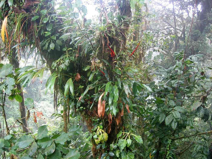 Rainforest Trees for Beginners Owlcation