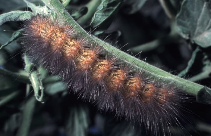 Salt Marsh Caterpillar