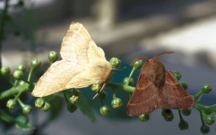Female (left) and male (right) Western Tent Caterpillar Moths