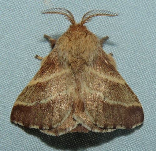 Eastern Tent Caterpillar Moth