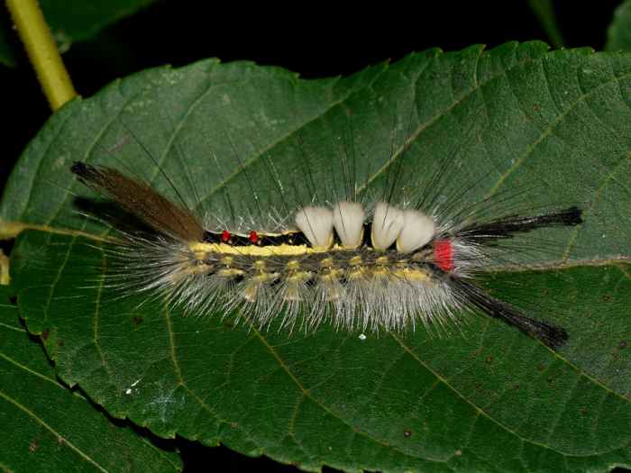Furry Caterpillars An Identification Guide Owlcation